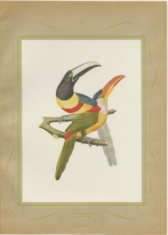 Curl-Crested, Chestnut-Eared Aracaris, Brazilian Bird Print, Descourtilz, 1944, view 2