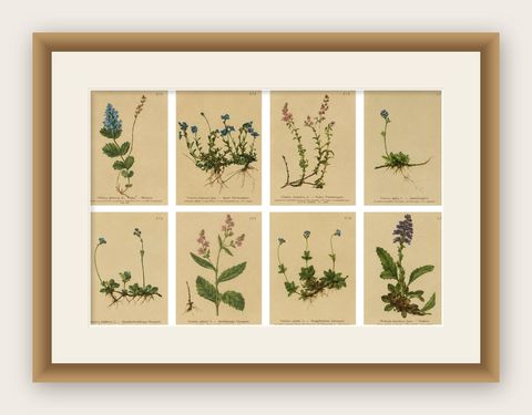 Antique Alpine Speedwell and Wulfenia Small Botanical Prints, Set of 8, 1897, shown framed