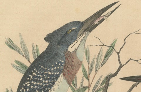Hand-Coloured Lithograph of Kingfishers in Serenity: An 1852 Riverside Study, close-up 4
