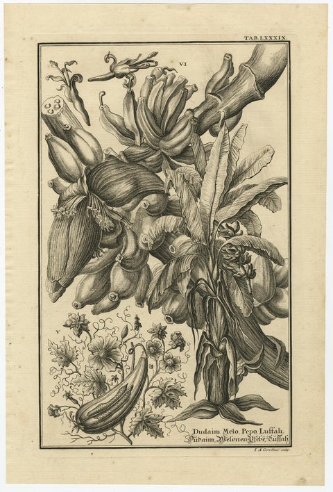 Biblical Botanical Print, Dudaim Melon Engraving by Corvinus, 1731, view 3