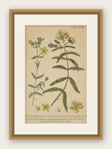 Exquisite 1755 St. John's Wort Botanical Engraving by Philip Miller, shown framed