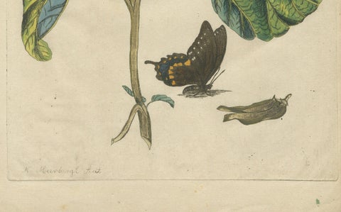 Bold Leaves and Butterfly, Hand-Colored Botanical Print from Meerburgh, 1775, close-up 3