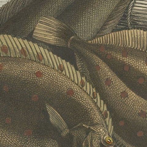 Antique Print of Various Flatfish, 1854, close-up 2