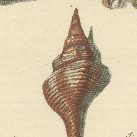 Original Antique Print of Various Seashells by G.W. Knorr, ca.1770, close-up 2