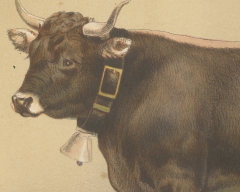 Schwyz Cow with Bell, Swiss Brown Cattle Chromolithograph, 1863, close-up 1