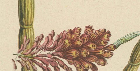 Orchid Splendor: Big Chromolithographic Legacy from the Dutch East Indies, 1854, close-up 1