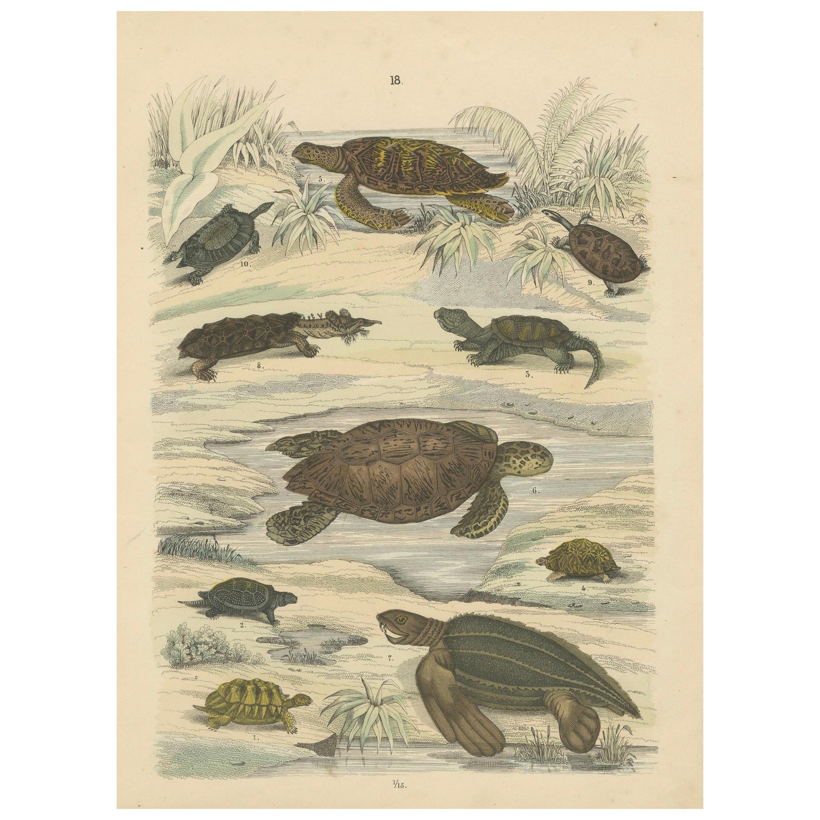 Turtles & Tortoises Print: Sea Turtle, Snapping Turtle, Terrapin, Antique 1867