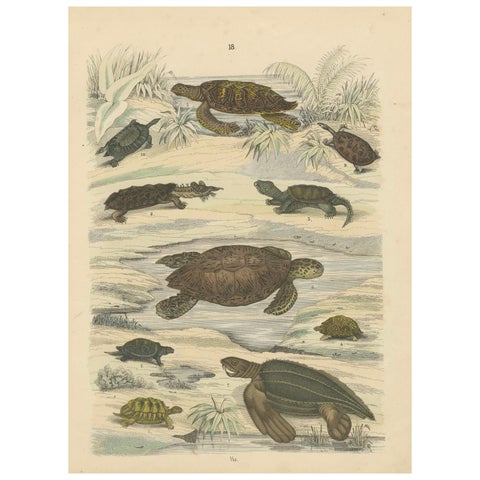 Turtles & Tortoises Print: Sea Turtle, Snapping Turtle, Terrapin, Antique 1867