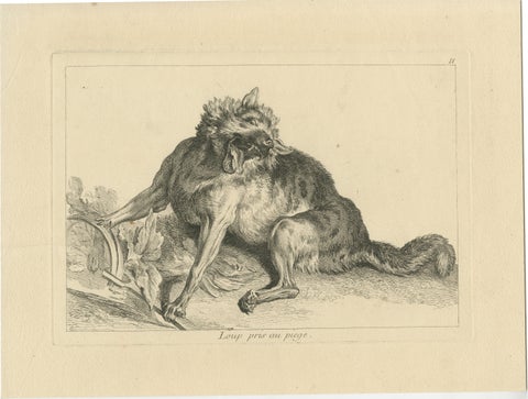 Trapped Wolf: A Detailed Etching - circa 1740, view 2
