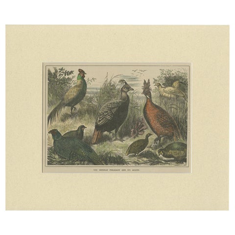 Antique Bird Print of the Himalayan Monal, '1879'