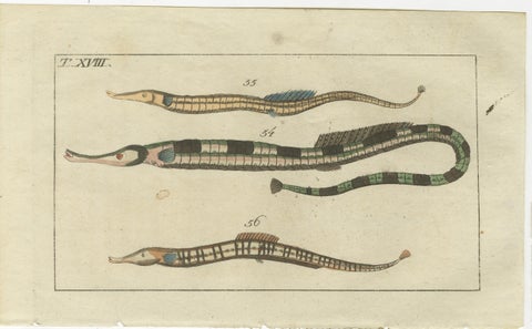 Set of 3 Antique Fish Prints - Short Dragonfish - Pipefish - Seahorse, view 4