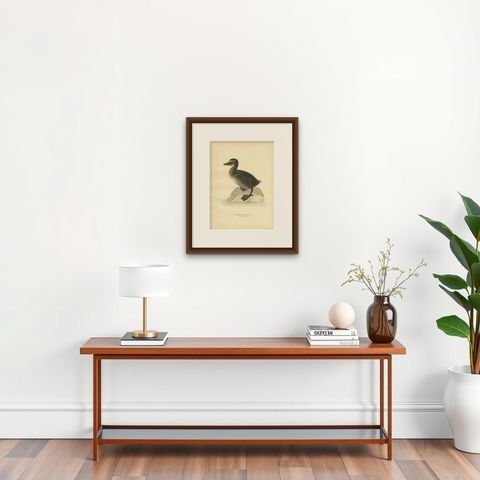 Antique Bird Print of a Young Common Eider by Von Wright, 1929, shown framed on a wall
