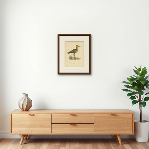 Antique Bird Print of the Bar-Tailed Godwit by Von Wright, 1929, shown framed on a wall