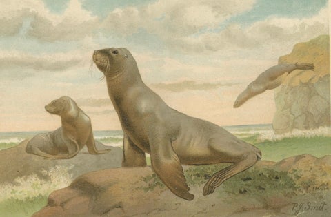 Coastal Wildlife Print, 19th Century Sea Lion Ocean Scene, Soft Pastels, 1894, close-up 2