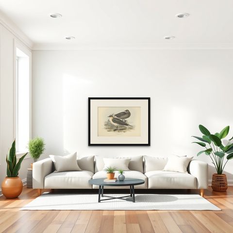 Antique Bird Print of the Richardon's Jager by Gould, 1832, shown framed in a room