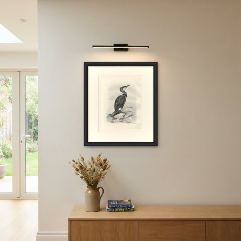 Cormorant in Breeding Plumage on a Rock after Lilian Medland, c. 1909, shown framed on a wall