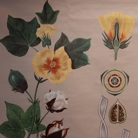 Vintage Botany Wall Chart of a Cotton Plant and Cotton Cultivation, circa 1960, view 3