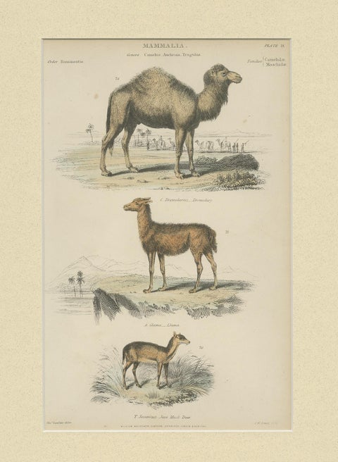Pl. 23 Antique Print of a Dromedary, Lama and Deer by Richardson 'circa 1860', view 2