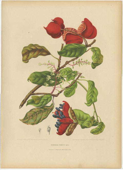 Original Antique Botanical Chromolithograph of Chinese Sterculia, c. 1880