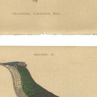 Set of 6 Antique Bird Prints, Evening Hummingbird, by Jardine, '1837', close-up 1