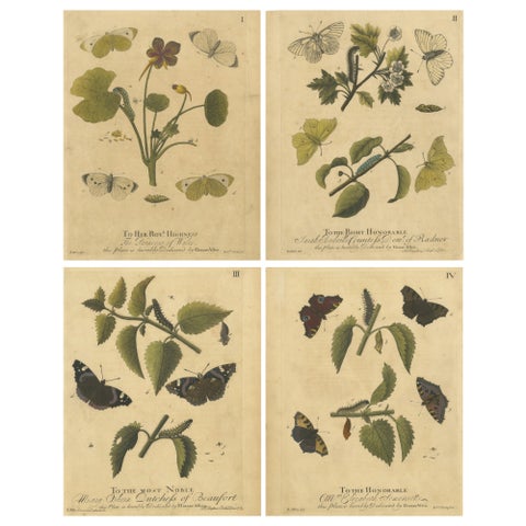 Early English Butterflies, Large White, Peacock & Red Admiral, Albin 1720