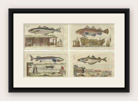 Set of 4 Antique Fish Prints - Beluga Sturgeon - Pollock - Atlantic Cod, shown framed