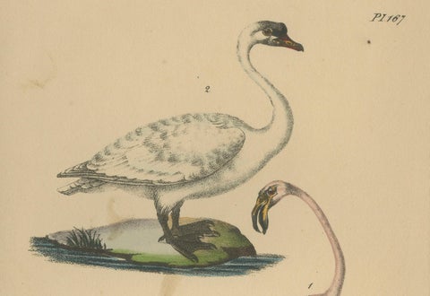 Flamingo & Swan, Antique hand-coloured lithograph, c.1828, close-up 2