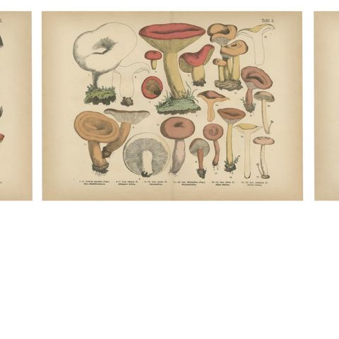 Fly Agaric & Chanterelle Mushrooms, Antique Botanical Lithograph Set, 1885, close-up 1