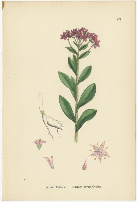 Hand-Colored Botanical Engravings of Narrow-Leaved Orpine and Stone-Crops, 1902, view 2