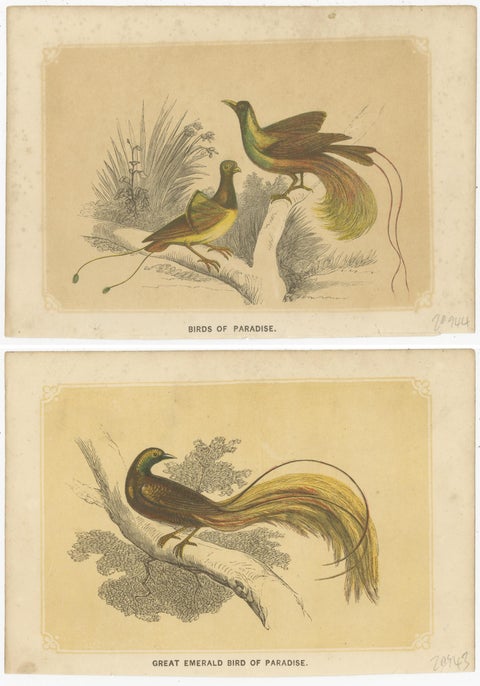 Set of 2 Antique Bird Prints, Bird of Paradise, by Bicknell 'circa 1855', view 4