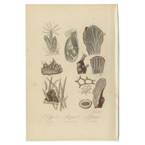 Decorative Antique Print of Various Sponges, Polypes and Other Sealife, 1854, view 2