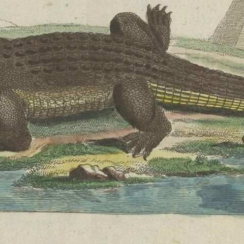 Antique Handcolored Engraving of Nile and Marsh Crocodiles, c.1800, close-up 4