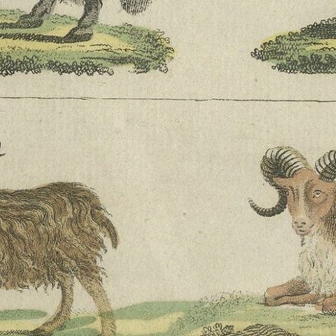 Antique Print of Sheep in Old Hand Coloring, Published in 1800, close-up 2
