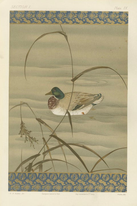 Antique Japanese Waterfowl Print: Tranquil Duck in Reeds, 19th Century, close-up 5