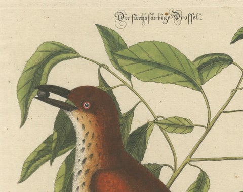 Original Antique Hand-Colored Engraving of The Fox-Colored Thrush, 1749, close-up 4