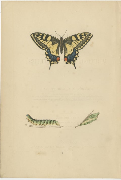 Evolutions of Elegance: A Victorian Trio of British Butterflies, 1890, view 2
