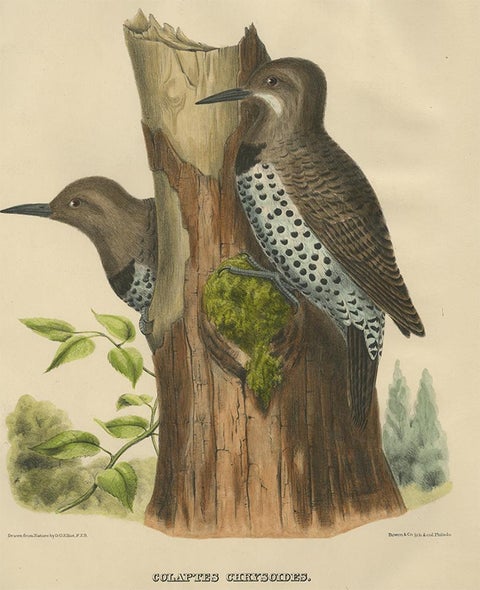 Antique Bird Print of Gilded Flickers Made After D.G. Elliot, 1869, view 2