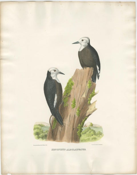 Antique Hand-Colored Print of North American White-Headed Woodpecker Birds, 1869, view 3