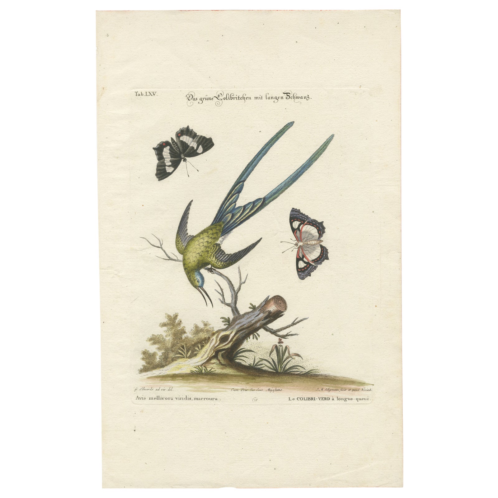 Long-Tailed Green Hummingbird Engraving by J.M. Seligmann after Edwards, ca.1770