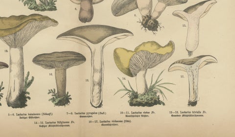 Lactarius Mushrooms, Antique Fungi Lithograph, Natural History Print 1885, close-up 2