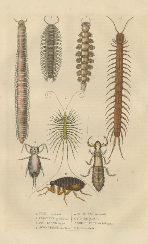 1845 Scientific Art: Handcolored Engraving of Marine Invertebrates and Insects, view 3