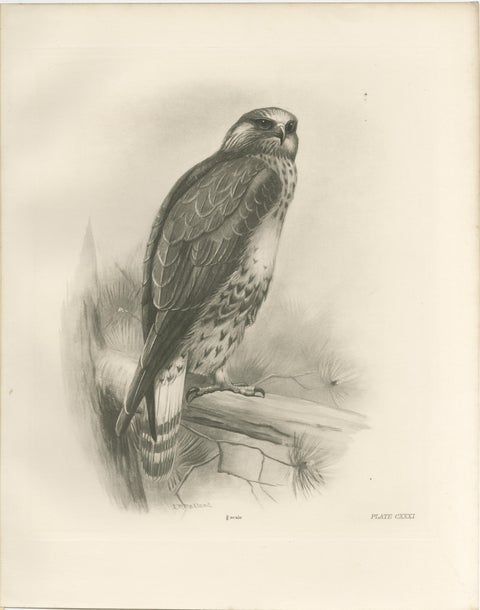 Three British Raptors: Buzzards and Adult Goshawk, 1908, view 3