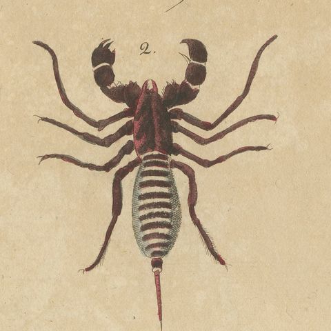 Whip Scorpion, Tarantula and Red Mite, Antique Bertuch Print, circa 1820, close-up 1