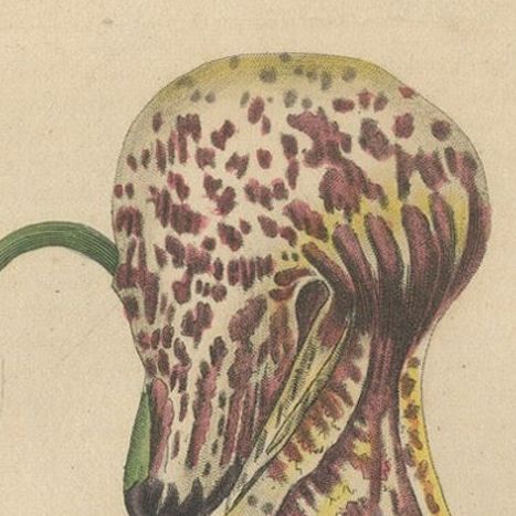 Antique Botanical Print of Aristolochia à Fleurs Labellées - 19th Century, close-up 5