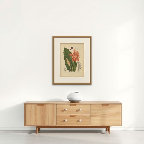 Antique Botanical Chromolithograph of Torch Ginger by Hoola van Nooten, c.1880, shown framed on a wall