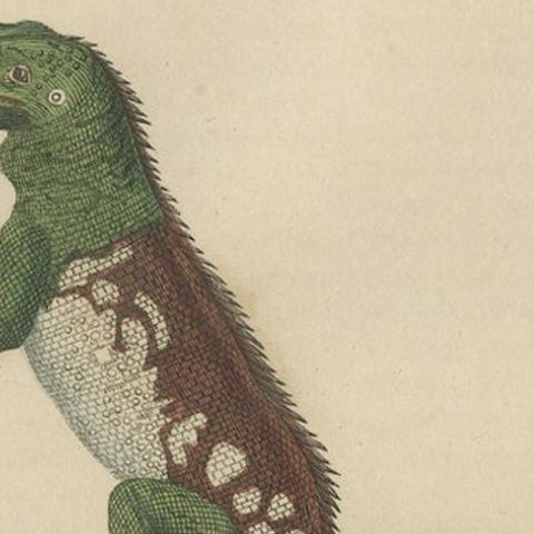 Old Hand-colored Print of a Rare Amboina Sailfin Lizard, close-up 2