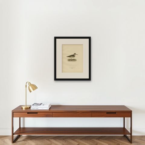 Antique Bird Print of the Broad-Billed Sandpiper, 'Male' by Von Wright '1929', shown framed on a wall