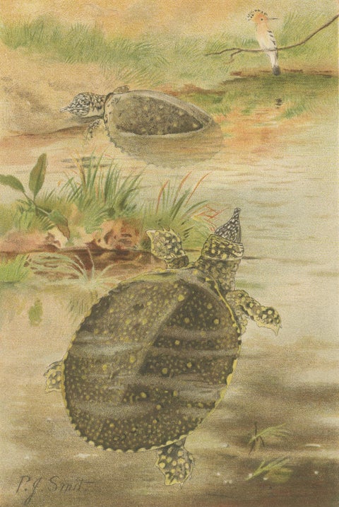 Soft River Tortoises, Antique Reptile Natural History Print, c.1895, close-up 2