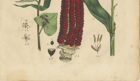 Antique Maize Botanical Print, Corn Plant Study, Germany 1852, close-up 3