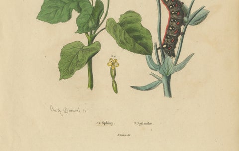 Pair of French Butterfly & Moth Engravings by Guérin & Duméril, 1835, close-up 3